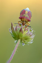 Bunte Schildwanze am Abend