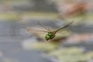 Falkenlibelle
