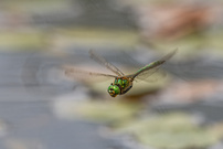 Falkenlibelle
