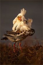 Flamenco!