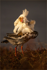 Flamenco!