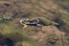Spitzschlammschnecke-Süsswasser-Lungenschnecke