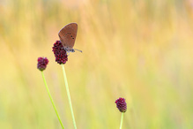 Dunkler Wiesenknopf Ameisenbläuling
