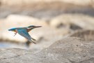 Eisvogel zwischen den Steinen im Fluss