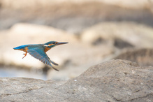 Eisvogel zwischen den Steinen im Fluss