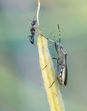 Sichelbein (Camptopus lateralis) mit Ameise