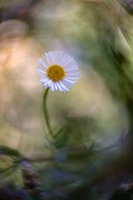 Nur ein kleines Gänseblümchen  (Altglas)