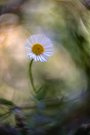 Nur ein kleines Gänseblümchen  (Altglas)