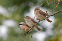 Familie Neuntöter