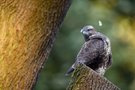 Ein Augenblick der Gefiederpflege