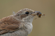 Neuntöter  als Bienenfresser.