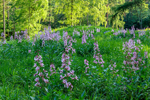 Dipdam auf der Waldlichtungswiese
