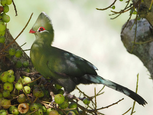 Knysna-Turako