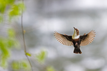 im Anflug