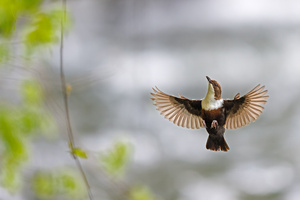 im Anflug