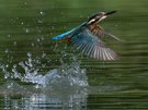 Eisvogel Action