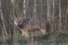 Wolf (Canis lupus)