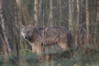 Wolf (Canis lupus)