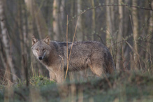 Wolf (Canis lupus)