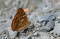 Der Bergsteiger
