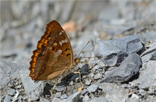 Der Bergsteiger