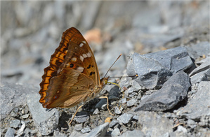 Der Bergsteiger
