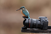 Eisvogel