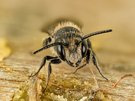 Weibchen einer gemeinen Löcherbiene (Heriades truncorum)