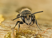 Weibchen einer gemeinen Löcherbiene (Heriades truncorum)