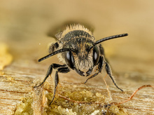 Weibchen einer gemeinen Löcherbiene (Heriades truncorum)