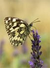 Schachbrett auf Lavendel