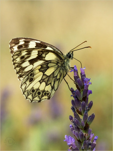 Schachbrett auf Lavendel