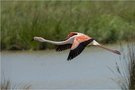 Der Flamingo im Flug