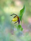 Orchidea