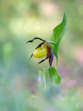 Orchidea