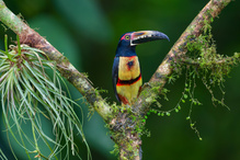 Halsbandarakari (Pteroglossus torquatus) – Costa Rica