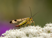 Kleptoparasitismus
