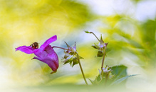 Springkraut