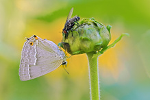 Der Blaue Eichen Zipfelfalter