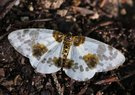 Ulmen Harlekin