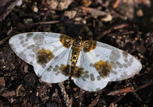 Ulmen Harlekin