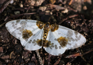 Ulmen Harlekin
