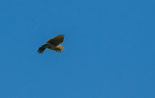 Rüttelflug