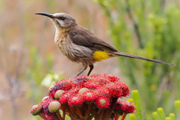 Kaphonigvogel