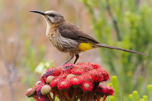 Kaphonigvogel