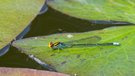 Mauritius: Bright Sprite (Pseudagrion punctum)