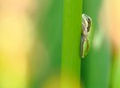 Junger Laubfrosch '26