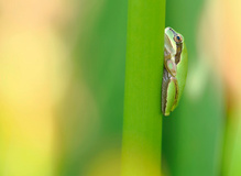 Junger Laubfrosch '26