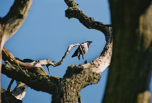 Odins Wappenvogel