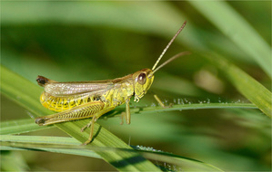Grashüpfer